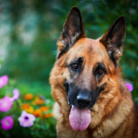 german shepherd among flowers