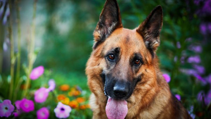 Best Brush For German Shepherd: 17 PAWesome Choices