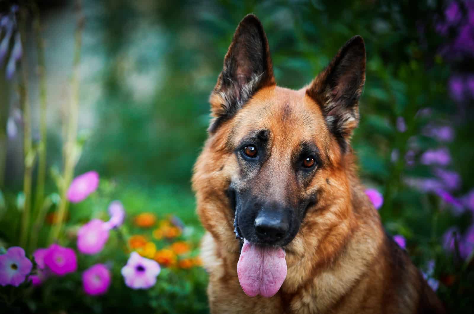 Best Brush For German Shepherd: 17 PAWesome Choices