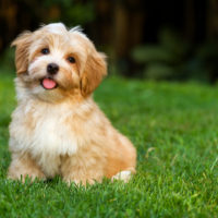 cute havanese puppy standing in grass