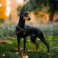 doberman posing