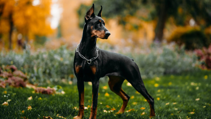 12 Best Collars For A Doberman: Exclusive Large Dog Picks