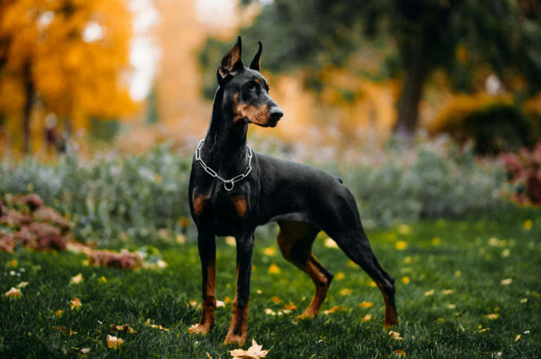 doberman posing