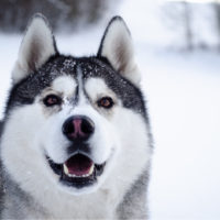 siberian husky in snow