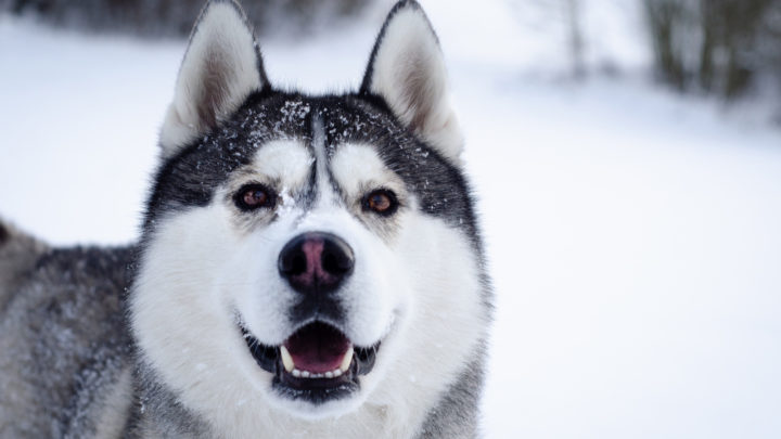 10 Best Collars For Huskies: Reviews And Top Picks