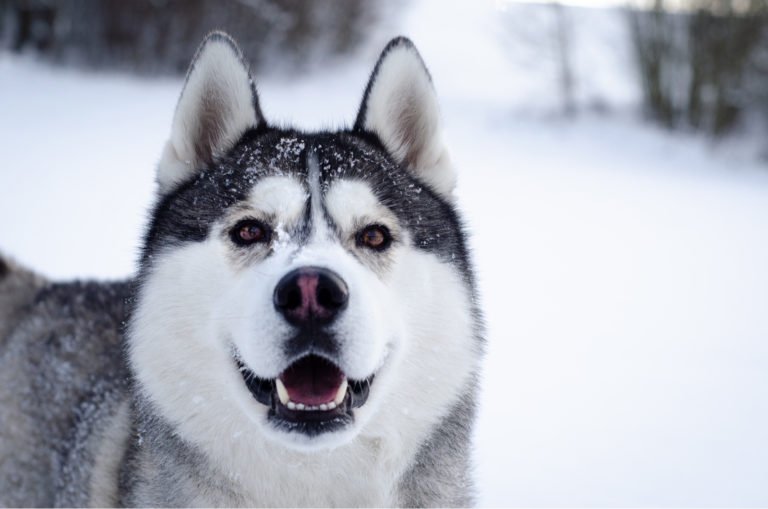 siberian husky in snow