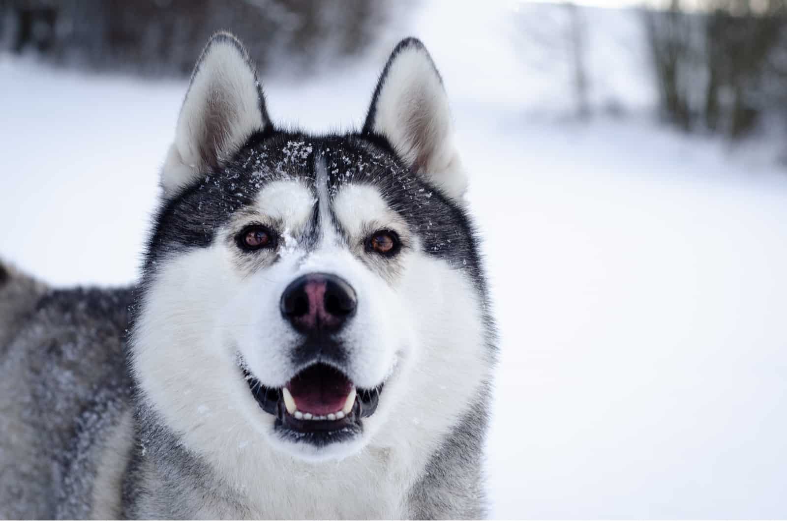 10 Best Collars For Huskies: Reviews And Top Picks