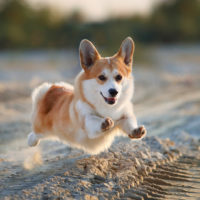 corgi running