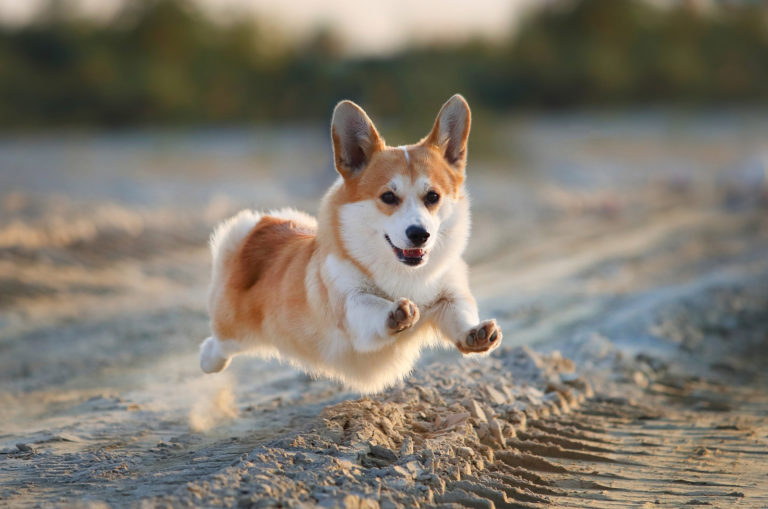 corgi running