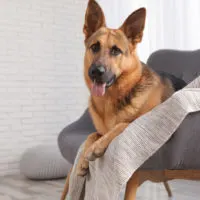 german shepherd sitting on a sofa