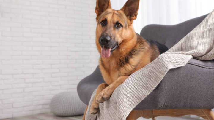 12 Best Dog Beds For German Shepherds – The Comfiest Picks