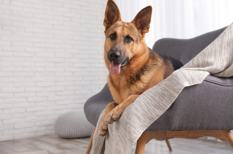 german shepherd sitting on a sofa