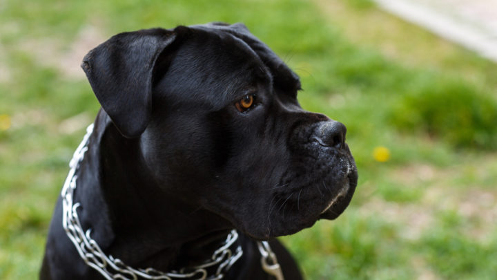 11 Best Dog Food For Cane Corso: Let’s Prepare A Dog Feast!