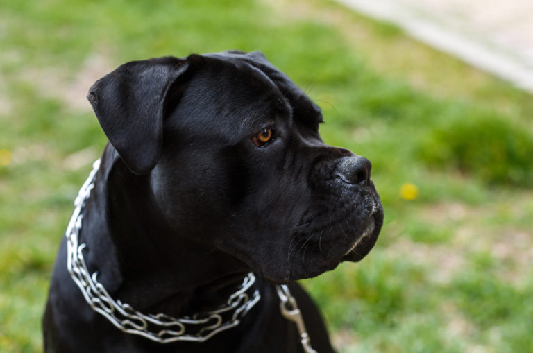 black adult cane corso dog