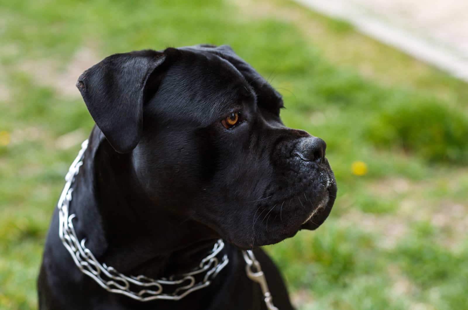 11 Best Dog Food For Cane Corso: Let’s Prepare A Dog Feast
