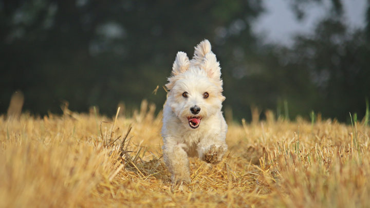 15 Best Dog Food For Havanese: Finest Brands For Your Hav