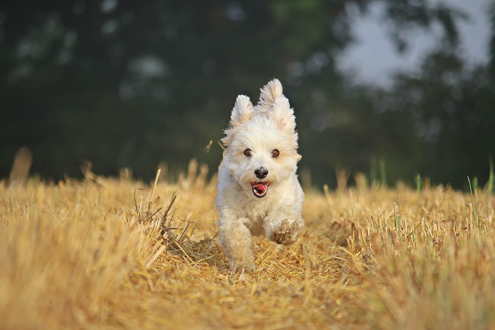 cute havanese dog running in nature