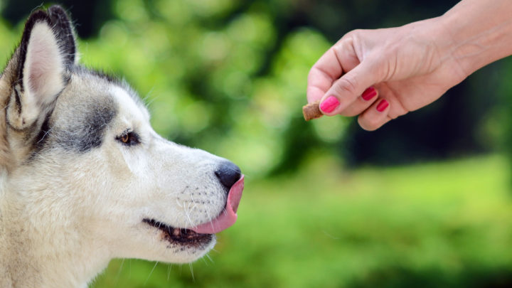 13 Best Dog Food For Huskies: Top Foods You Have To Try Out!