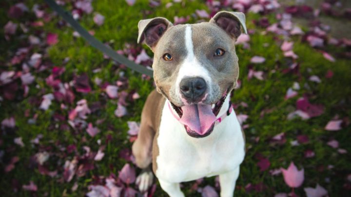 8 Best Dog Food For Pitbulls: Our Top Favorites And More
