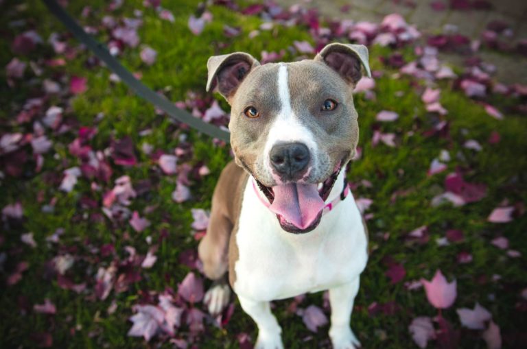 pitbull in a field of flowers