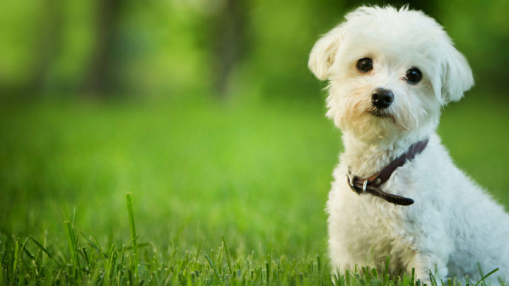 Top 10 Best Maltese Rescues For Adoption In The U.S.