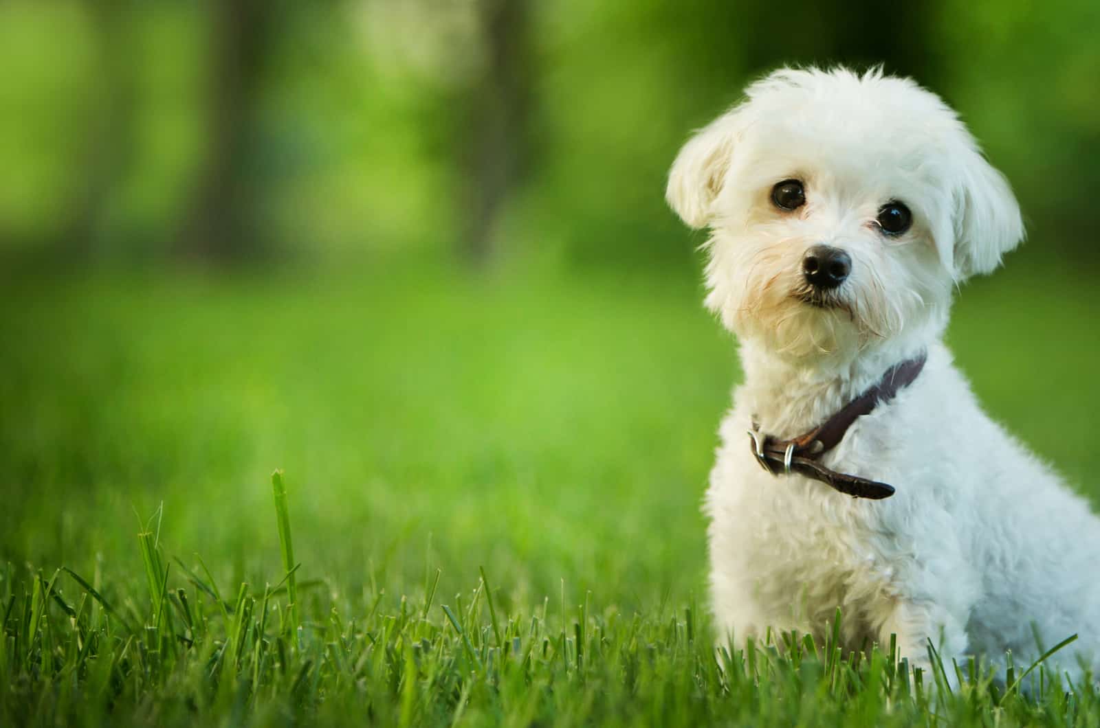 small maltese puppy standing in grass
