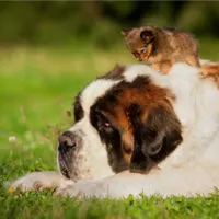 saint bernard dog with small puppy
