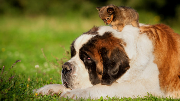 Big Dog Names: Awesome Names For Your Super-Sized Pooch!