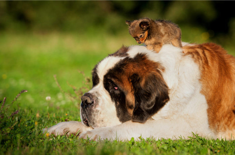 saint bernard dog with small puppy