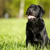 cute black dog sitting in grass