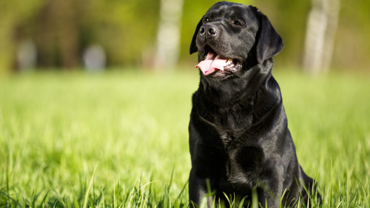 Black Dog Names: 200 Great Names For Your Furry Black Friend