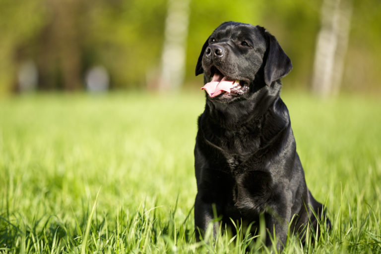 cute black dog sitting in grass