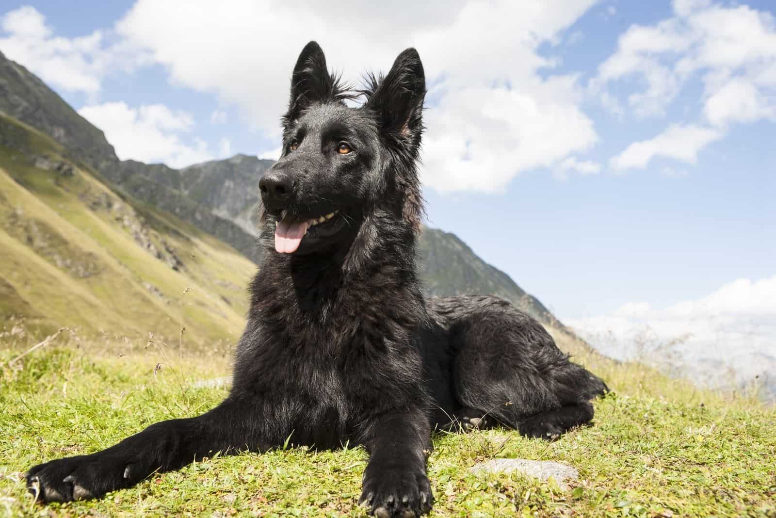 Black German Shepherd Dog with pointed ears waiting for a command lying on the grass