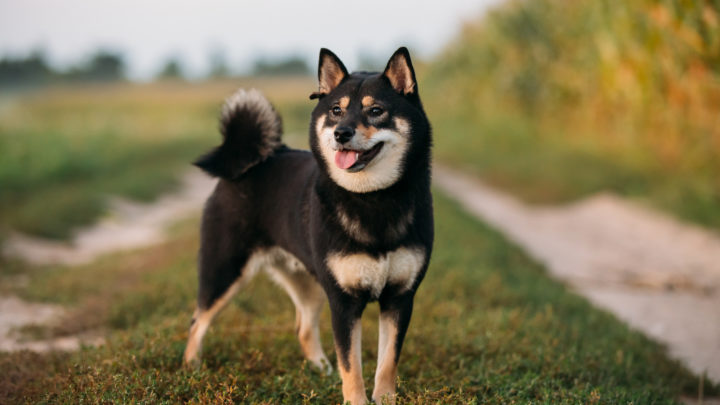 Black Shiba Inu: What You Need To Know Before Buying One