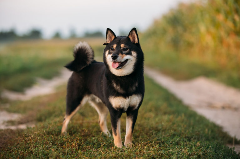 black shiba inu stnading