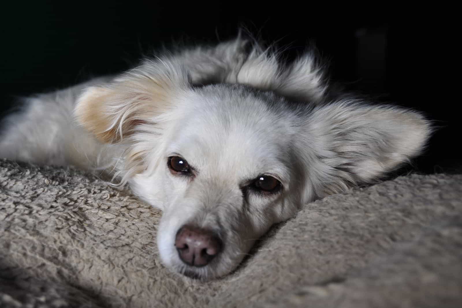 Black and white photo of a corgi-chihuahua mix dog 