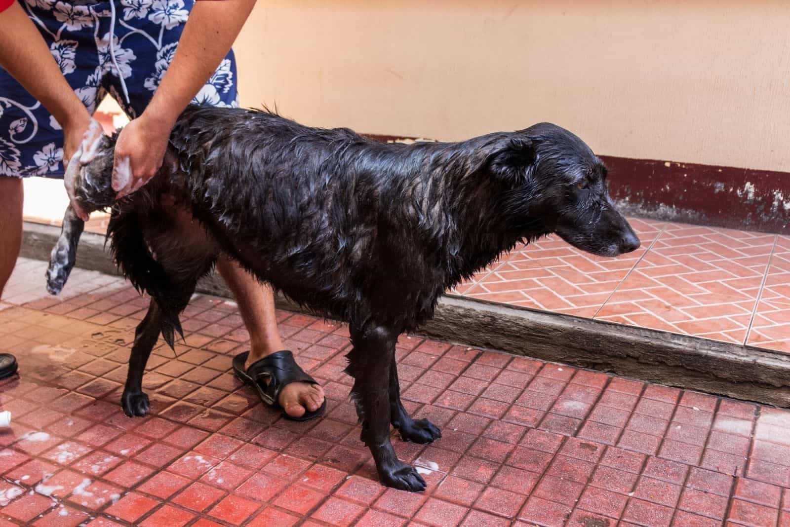Black dog getting a bath with water by the owner