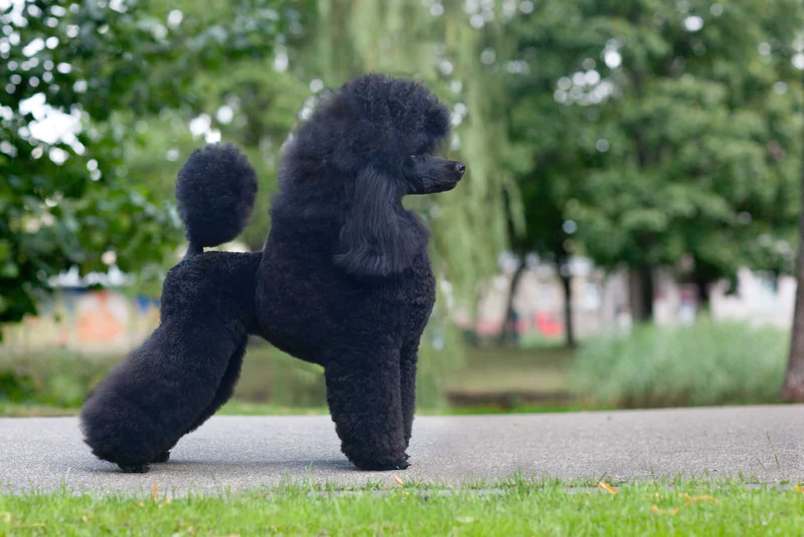 Black medium size poodle female