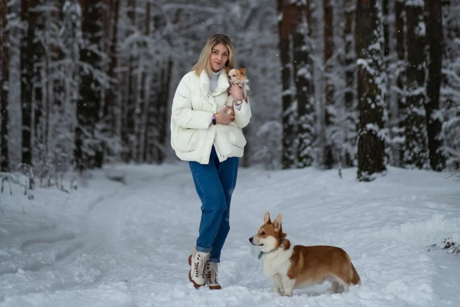 Blonde young female with ginger white chihuahua and welsh corgi pembroke in a snowy forest in winter.