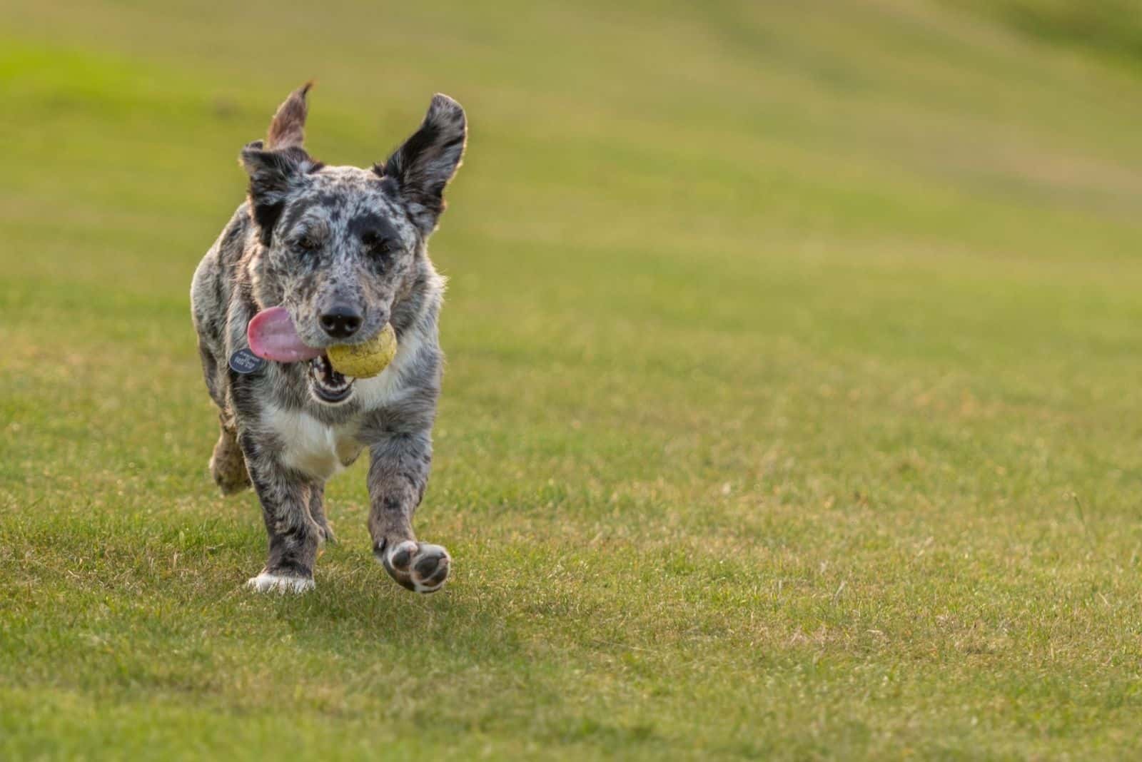 Blue merle collie cross corgi stumpy dog retrieves play ball in field