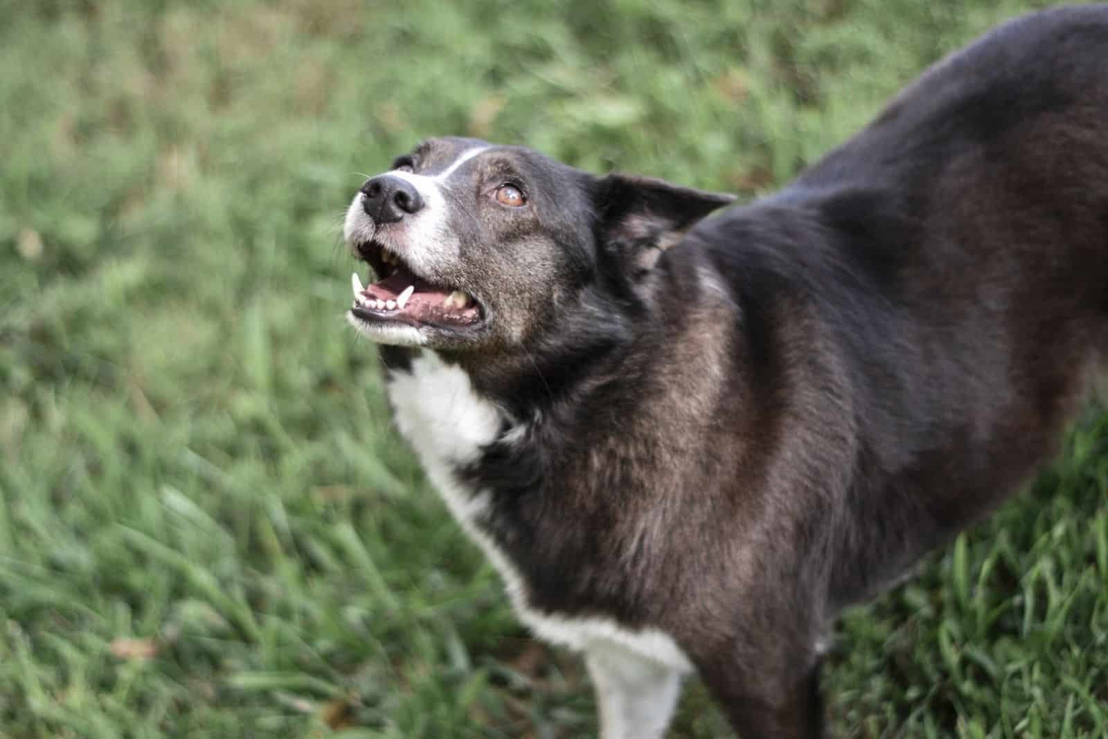 Border Collie Dog Mutt Mix in Grassy Field