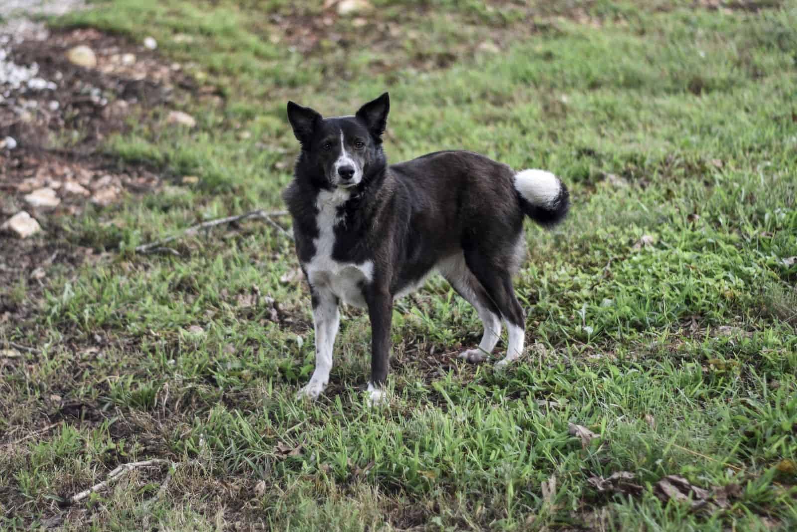Border Collie Dog Mutt Mix in Grassy Field