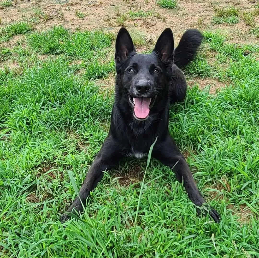 Border Collie mixed with German Shepherd lying on the grass