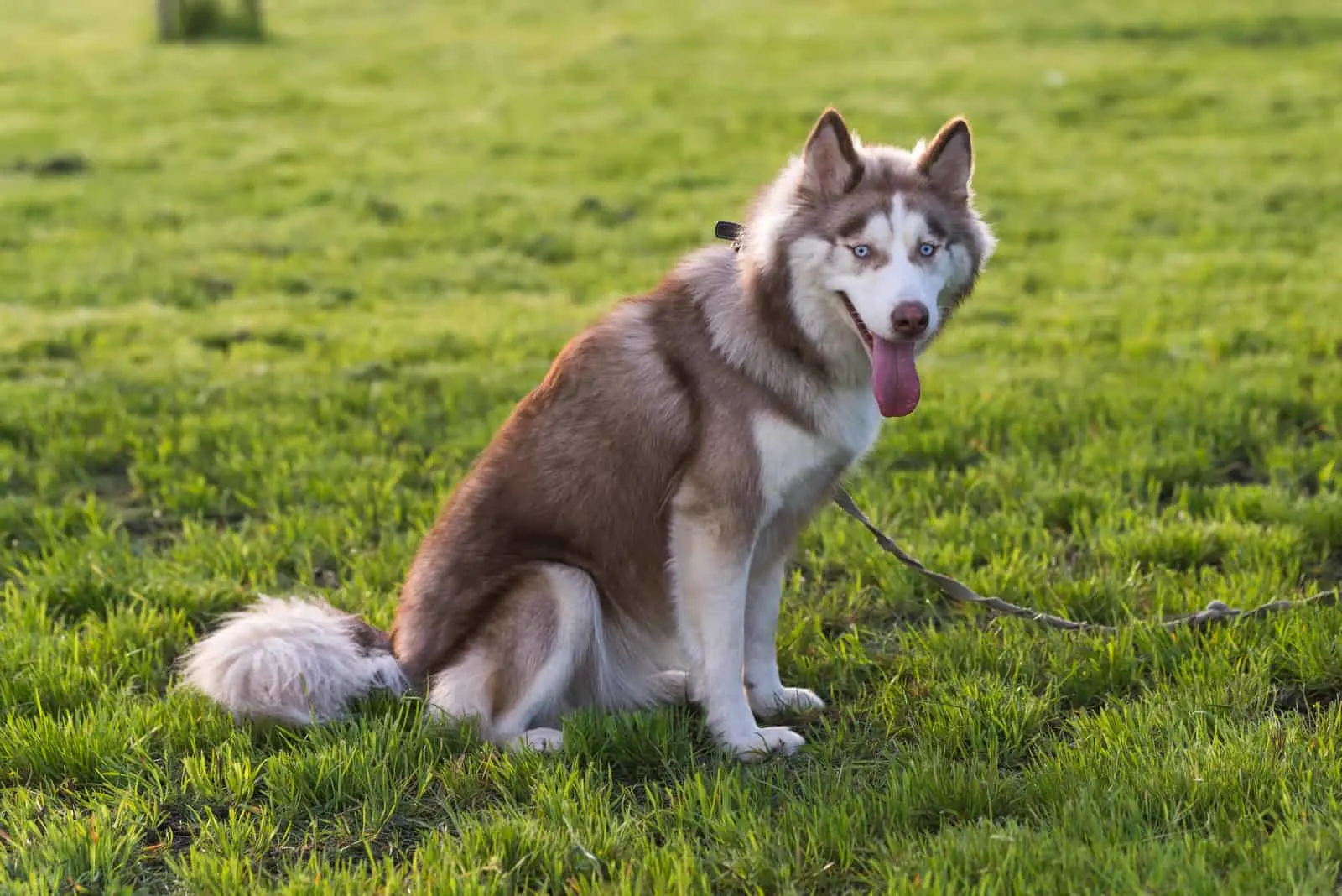 Brown and white Siberian Husky adult dog with blue eyes