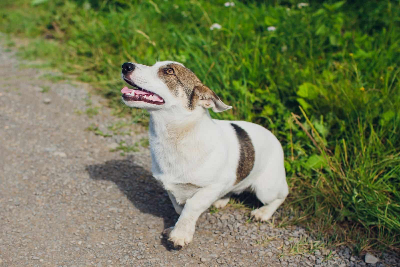 Cardigan Welsh Corgi looks aside pooch animal