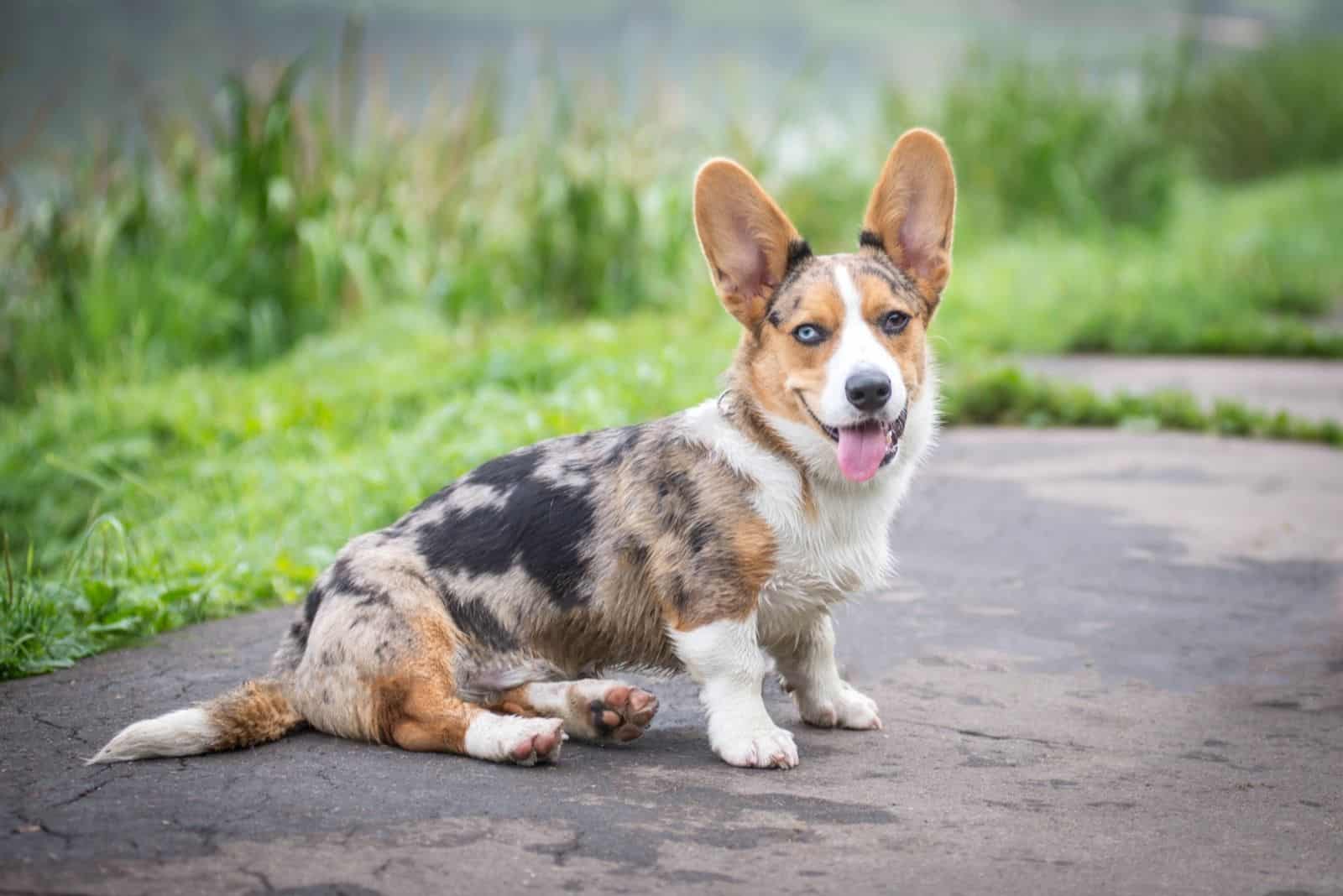 Cardigan Welsh Corgi puppy sitting on the road in summer