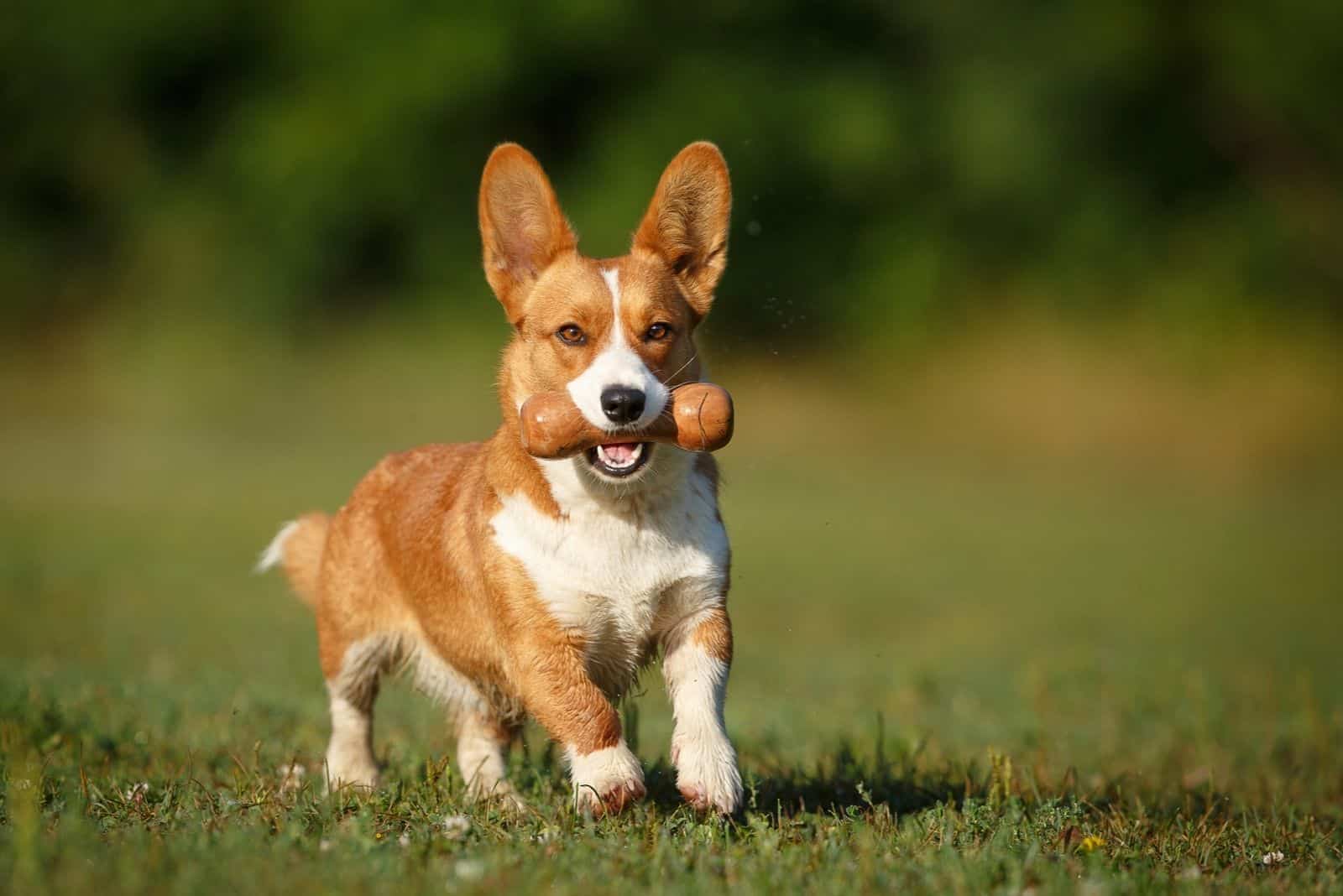 Cardigan Welsh Corgi running in the field with a toy in its mouth 