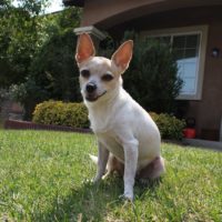 Corgi, Chihuahua mix basking in the Southern California summer sun