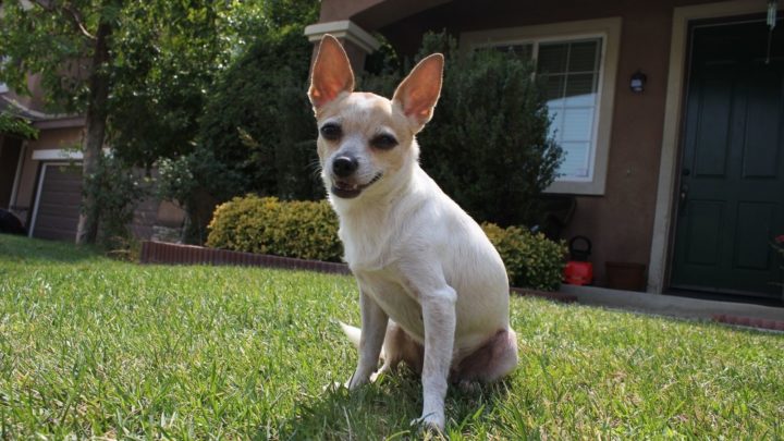 Chihuahua Corgi Mix: Meet The Unusual Cross Named The Chigi