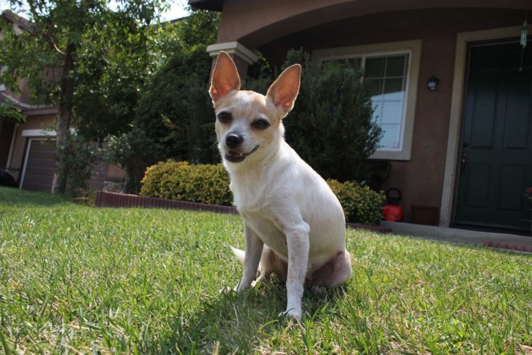 Corgi, Chihuahua mix basking in the Southern California summer sun